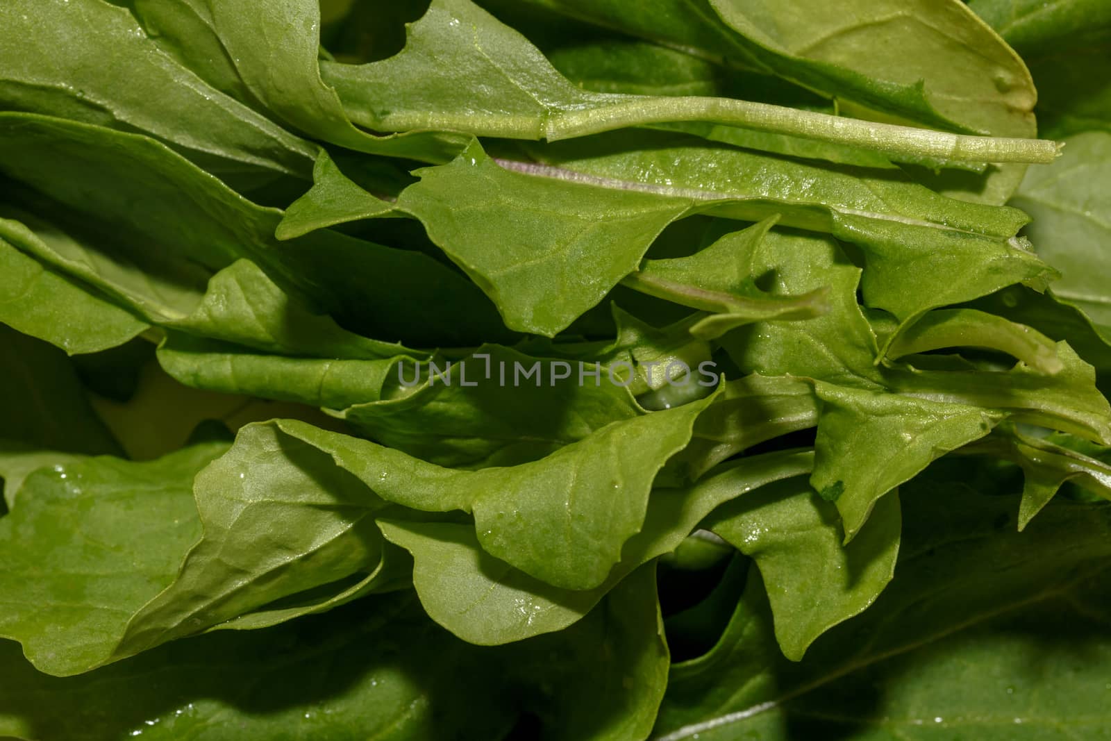 Close up detailed view of fresh green vegetable, rocket.