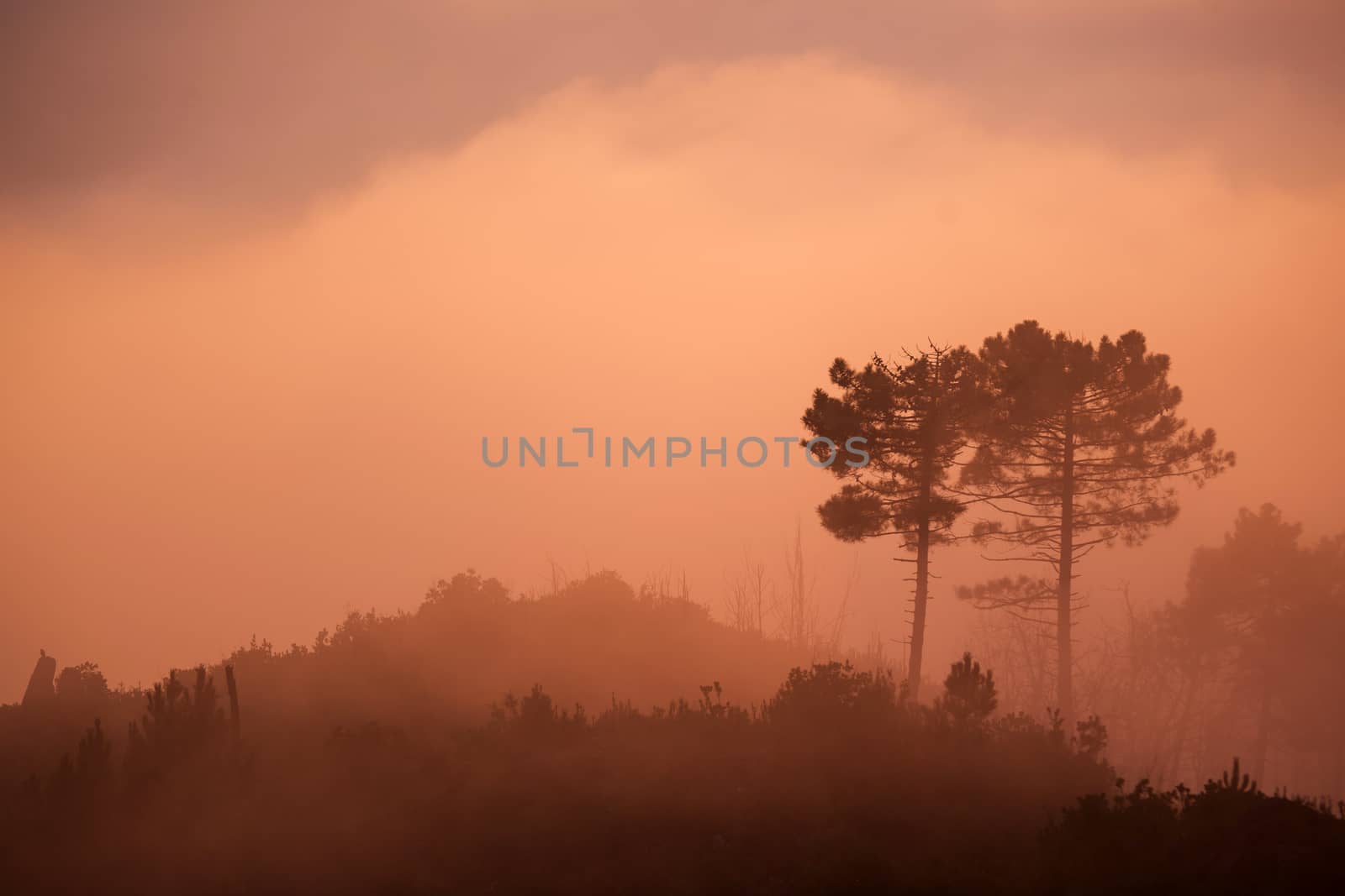 The fog at sunset by fotografiche.eu