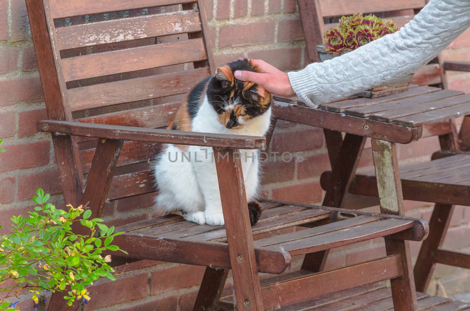 Brown, black and white domestic cat on a wooden chair.