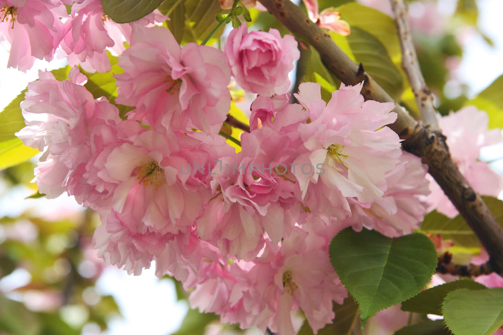  Pink Flowers decorative tree in the garden Sakura  by cococinema