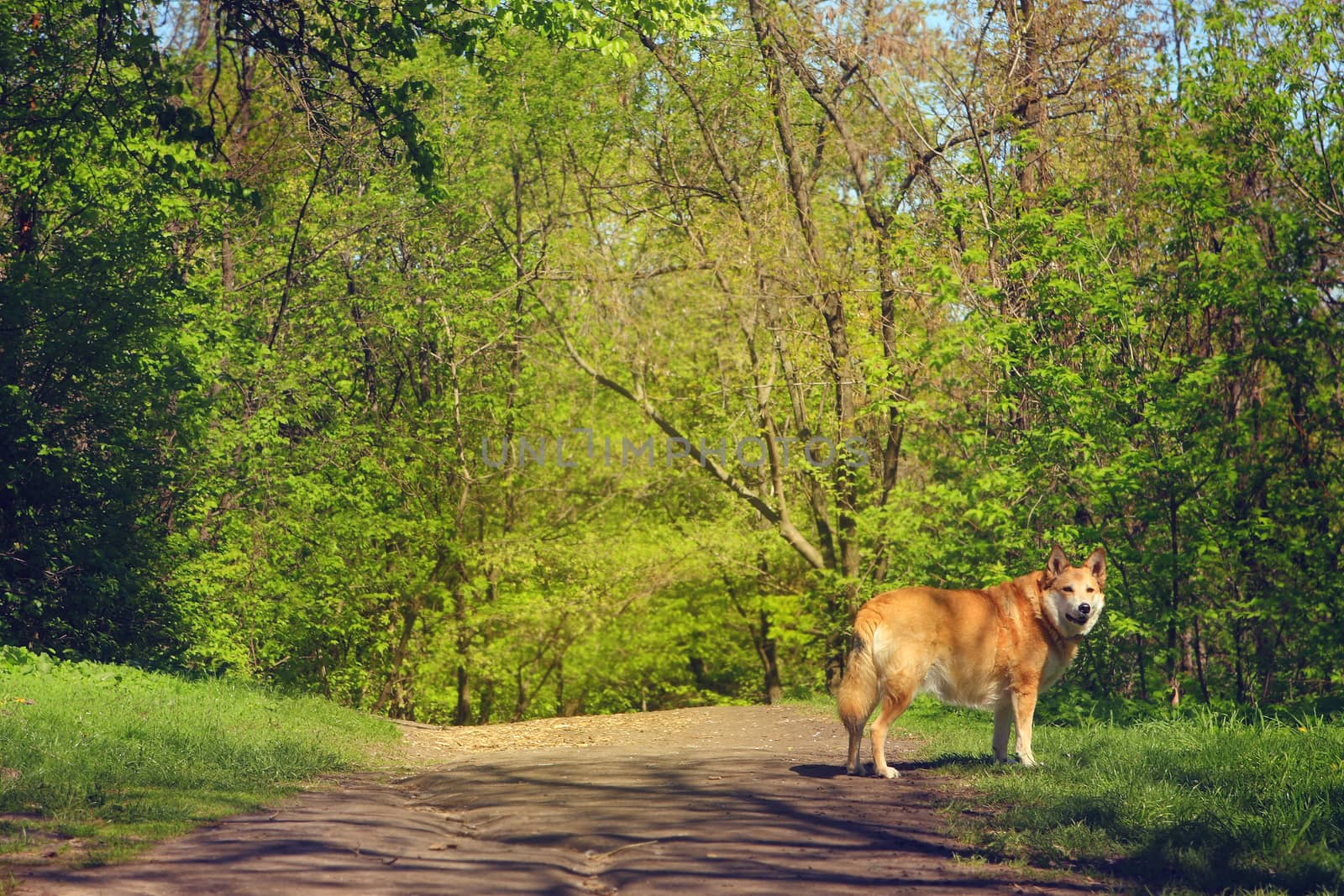 Redhead dog standing on the road in the woods on a summer day by cococinema