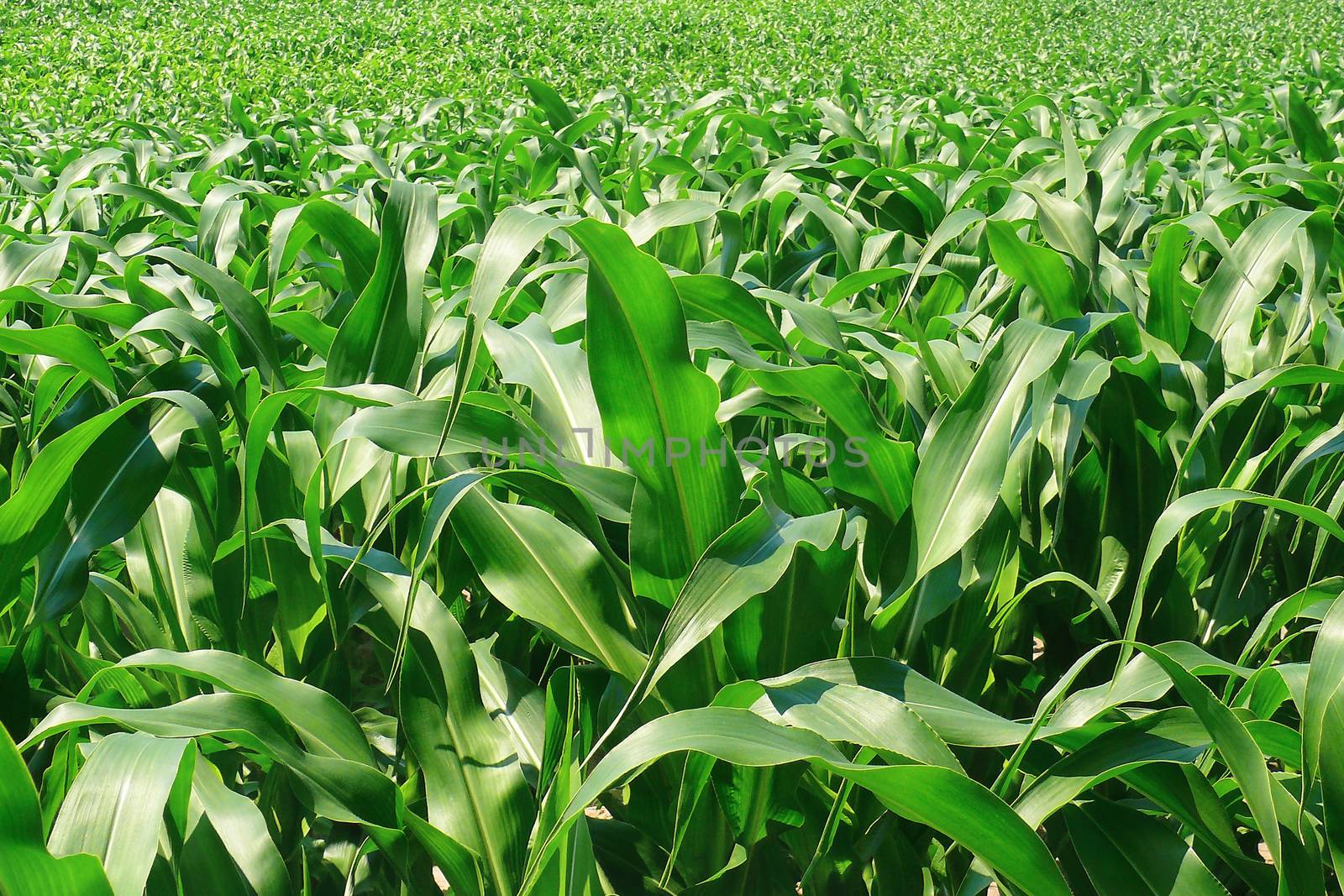 Green fresh young corn field - Agriculture