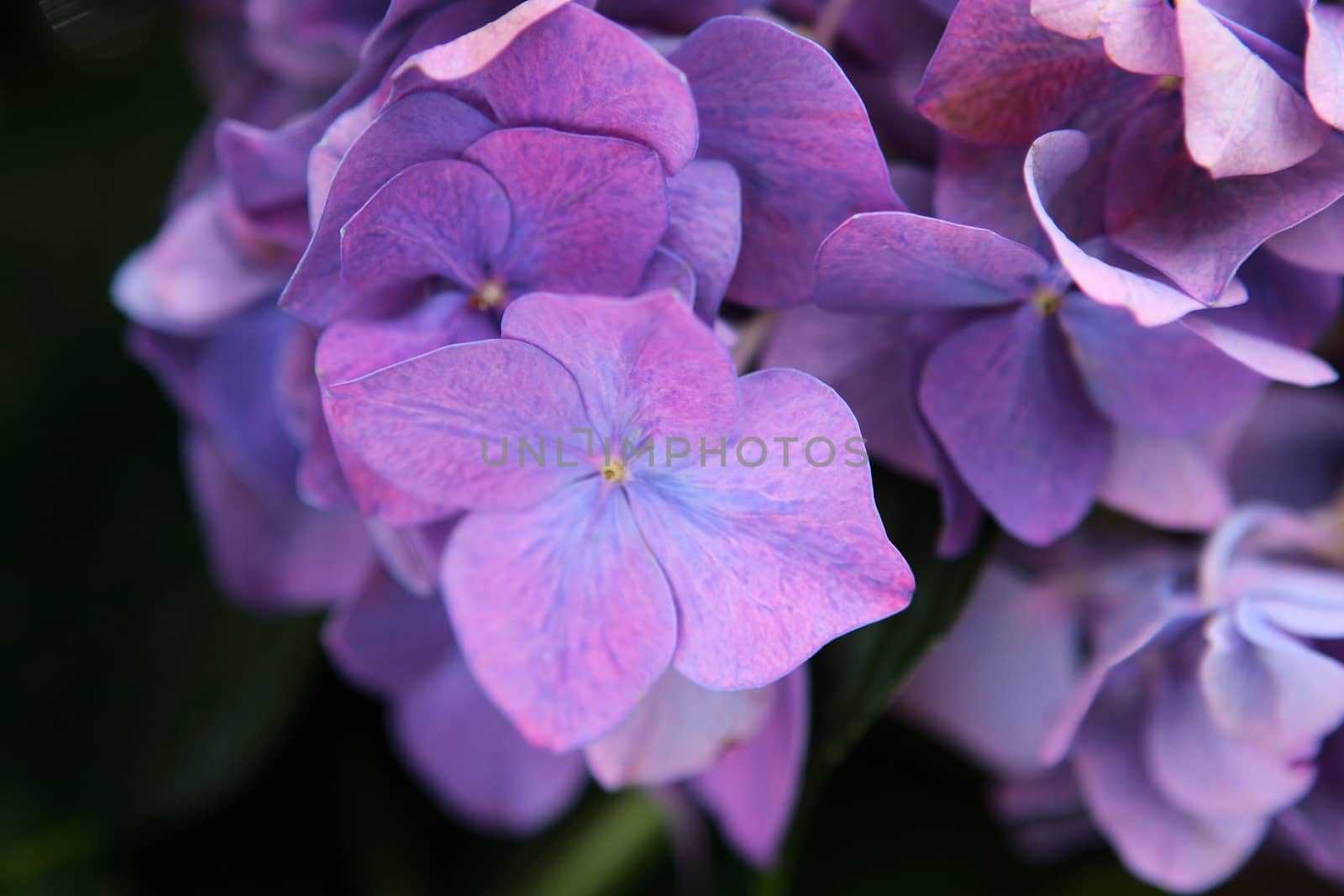 Purple Hydrangea - close up by cococinema