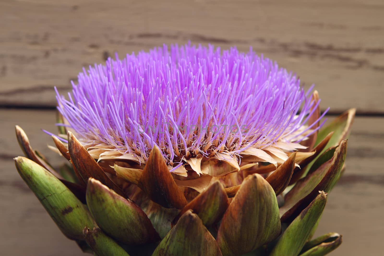 Flower Artichoke - Cynara kardunkulus by cococinema