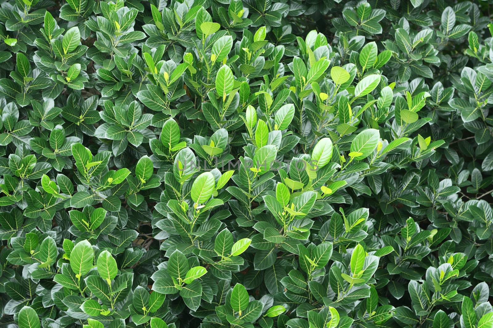 Green fresh leaves of mango tree in India