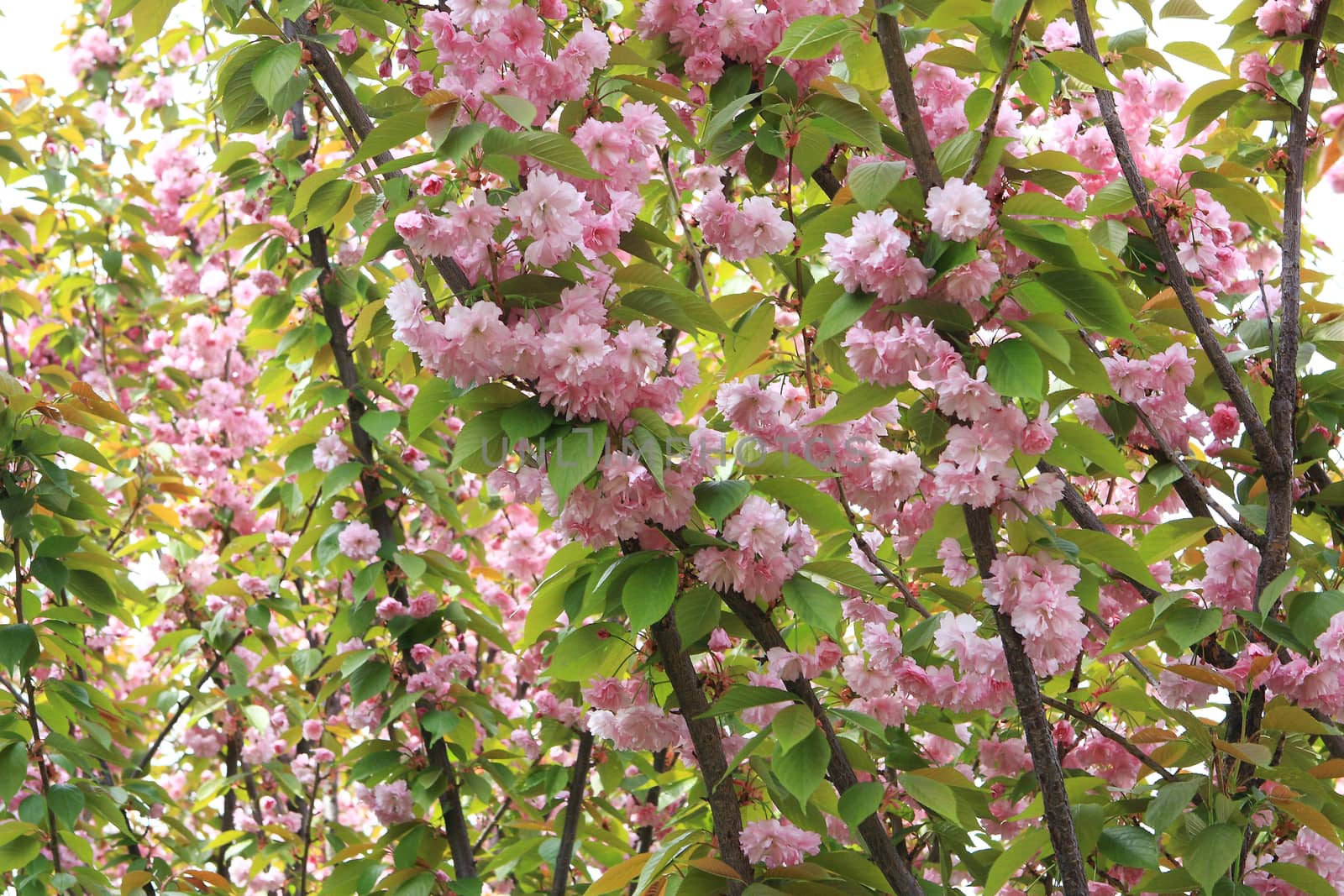 Pink Flowers Sakura  decorative tree spring by cococinema