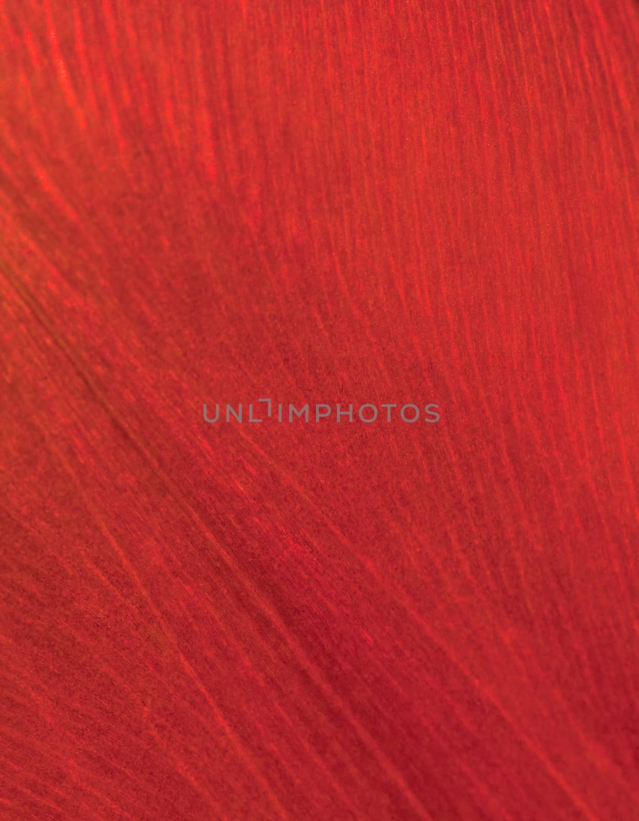 Vibrant close-up of a red flower petal