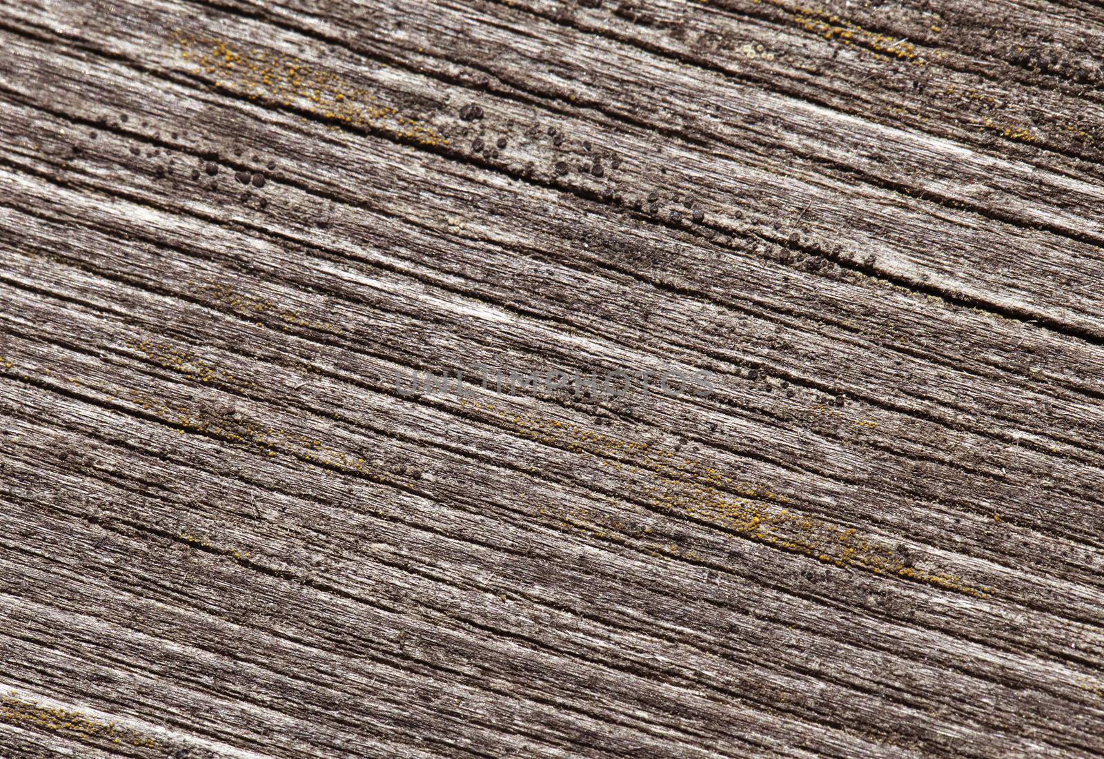 Closeup of old cracked wood for texture or background