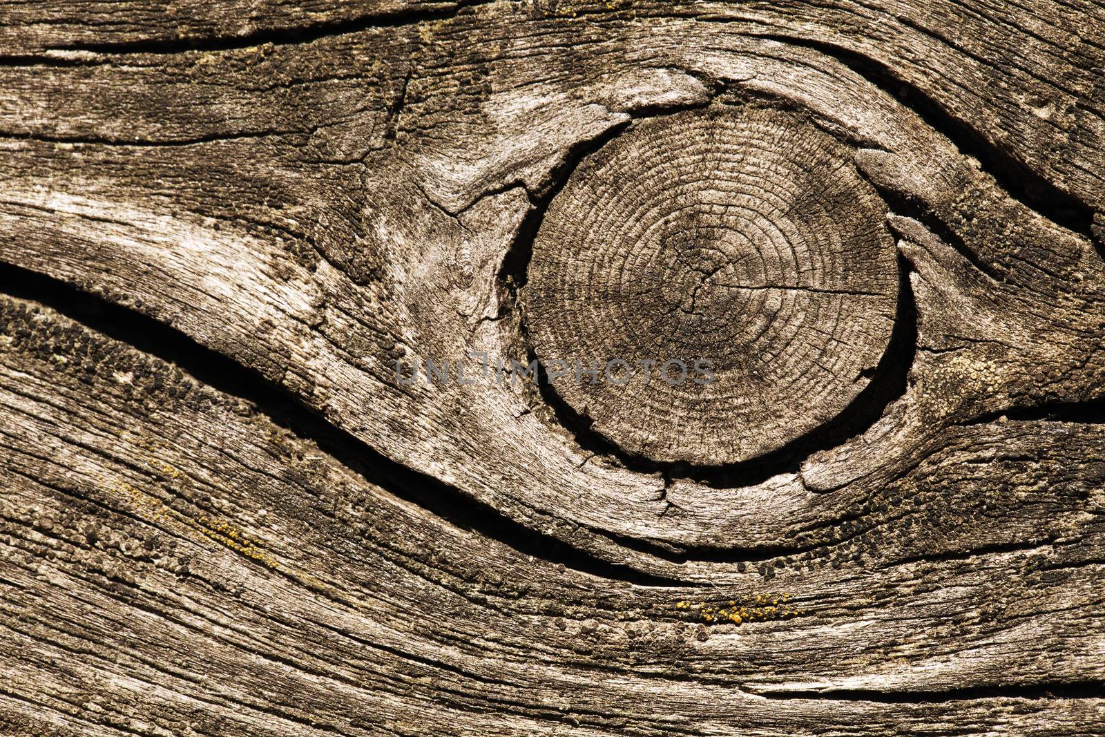 Closeup of old cracked wood for texture or background