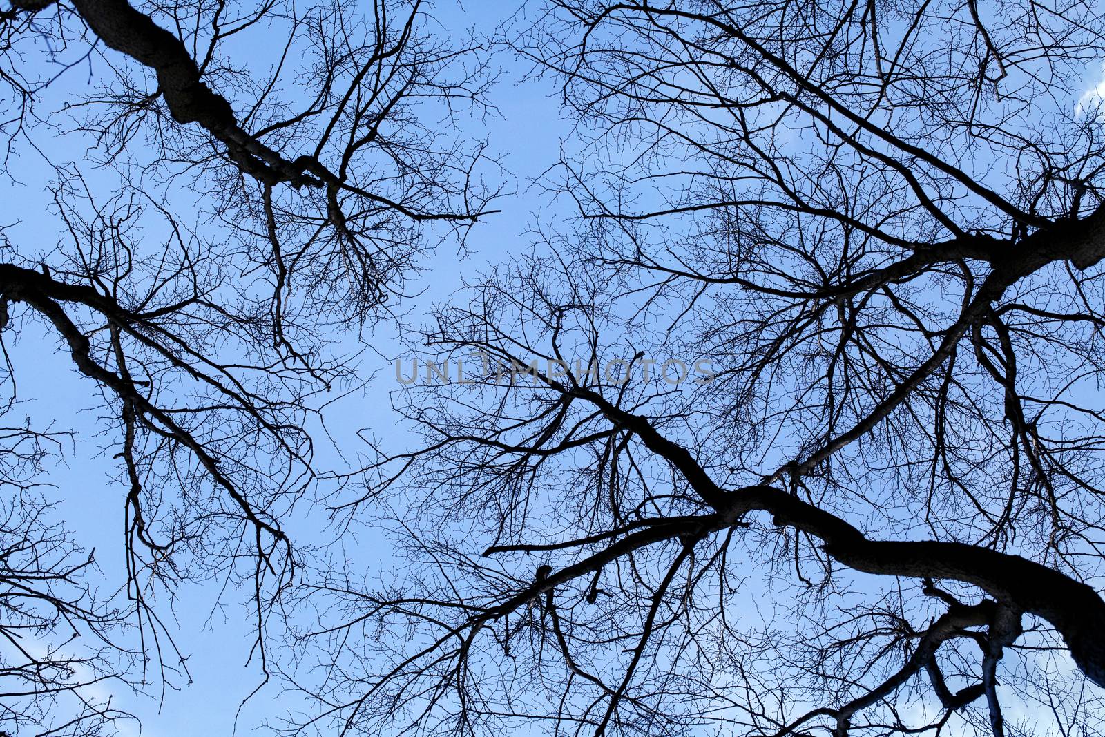 Branches of trees against blue sky, view from below