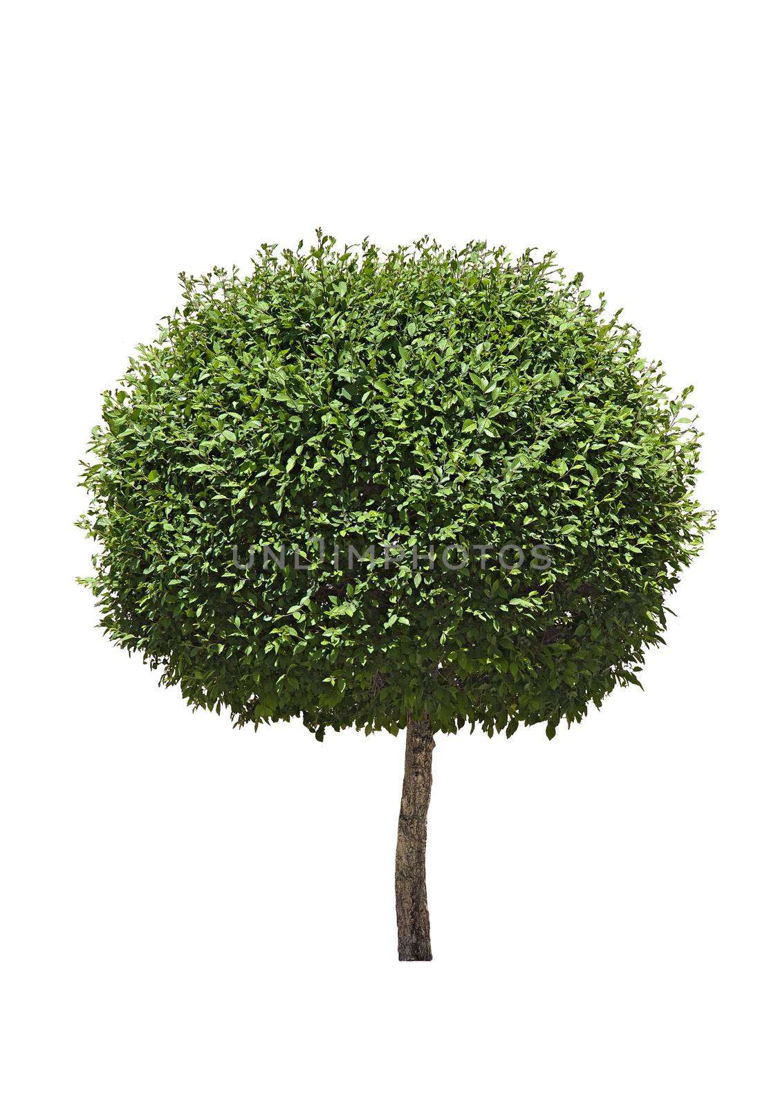 Green topiary tree isolated over white background