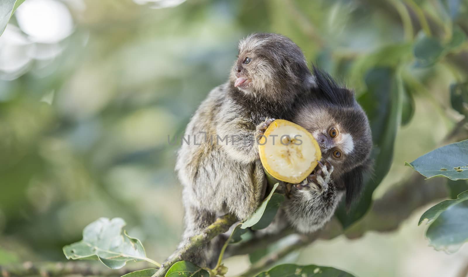 Mom and puppy marmoset monkeys eating banana