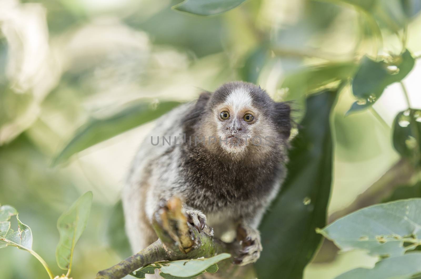 Marmoset monkey looking scared