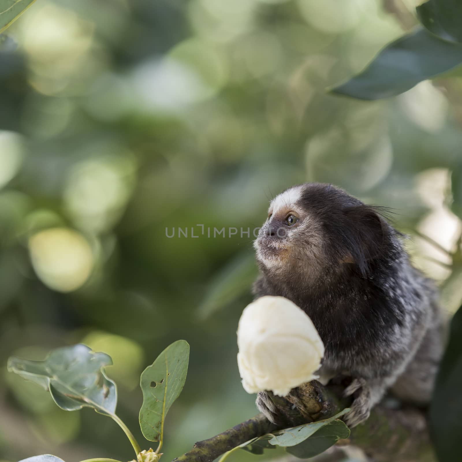 Marmoset monkey eating a banana