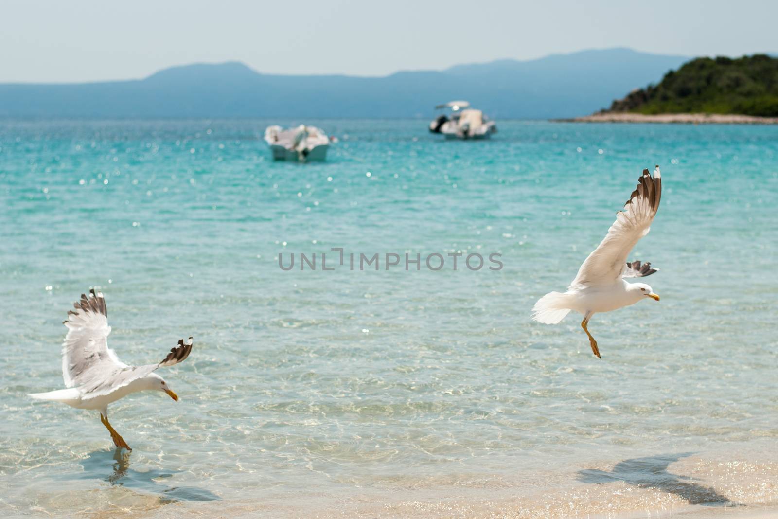 Two seagulls on the beach
