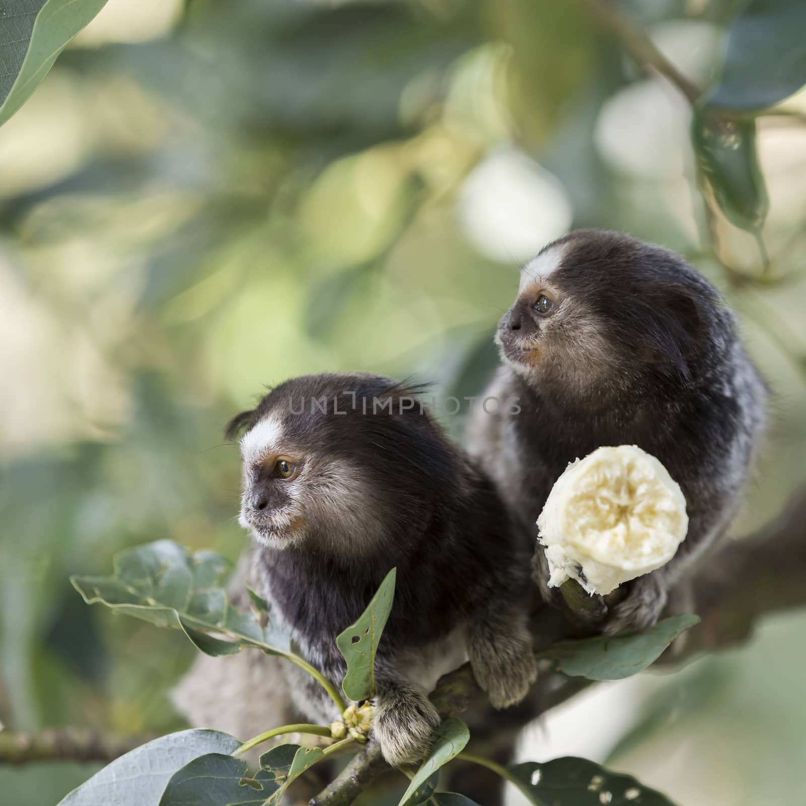 Two marmoset monkeys eating a banana