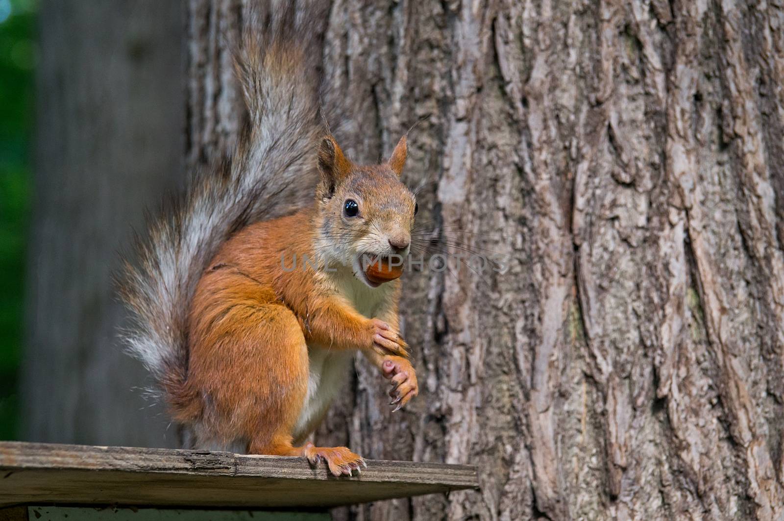 squirrel on a tree by AlexBush