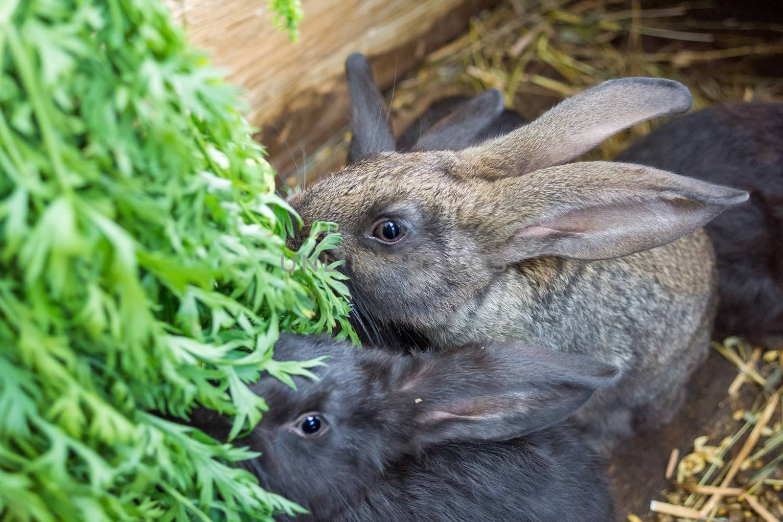 The picture shows the black and gray rabbit