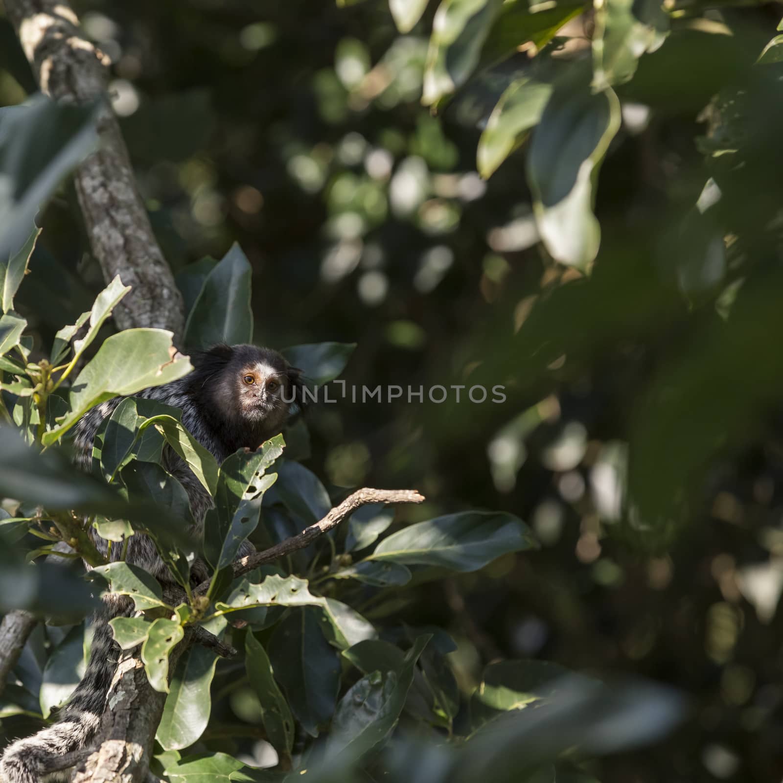 Marmoset monkey on a tree
