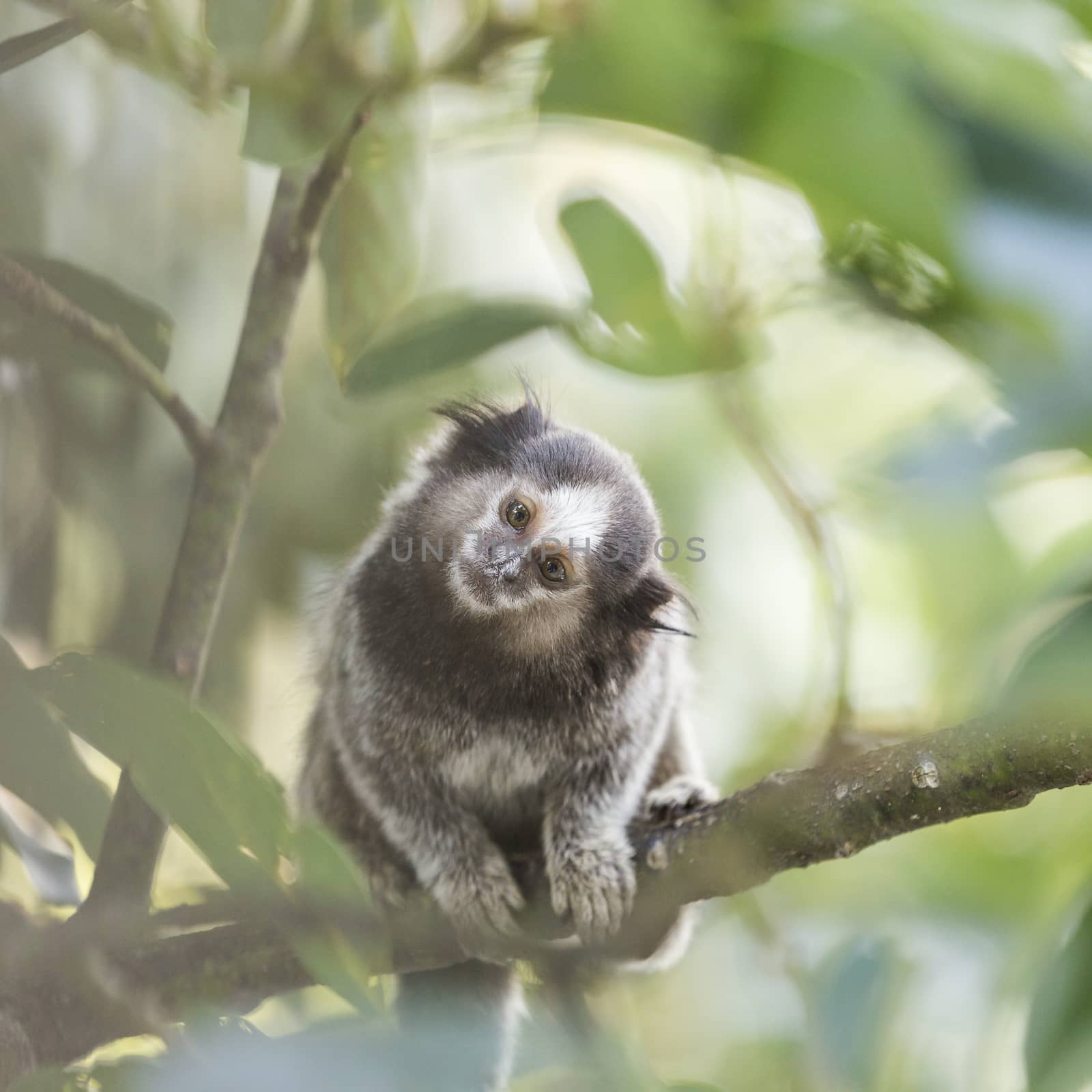 Marmoset Monkey by haraujo