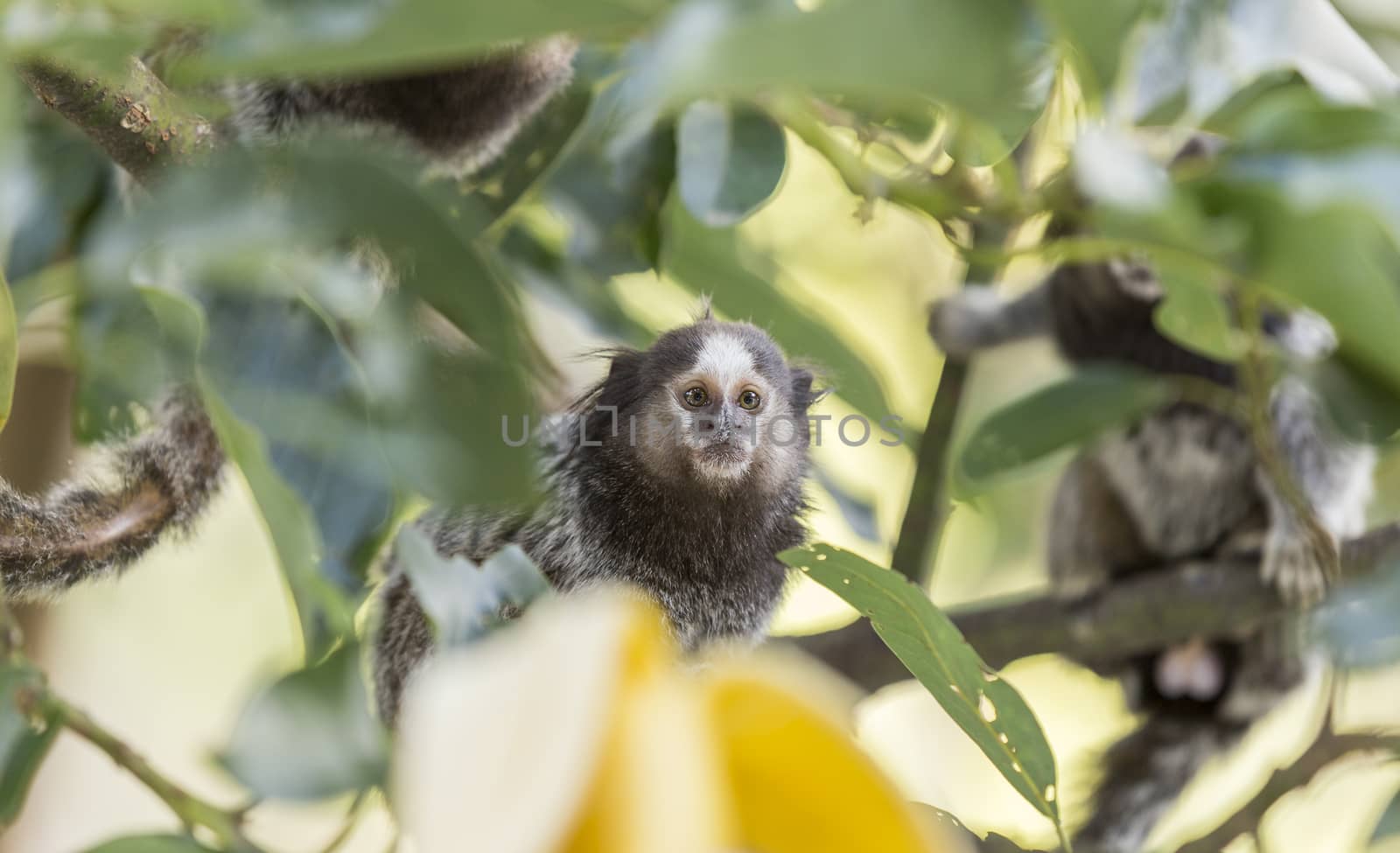 Marmoset monkeys eating a banana