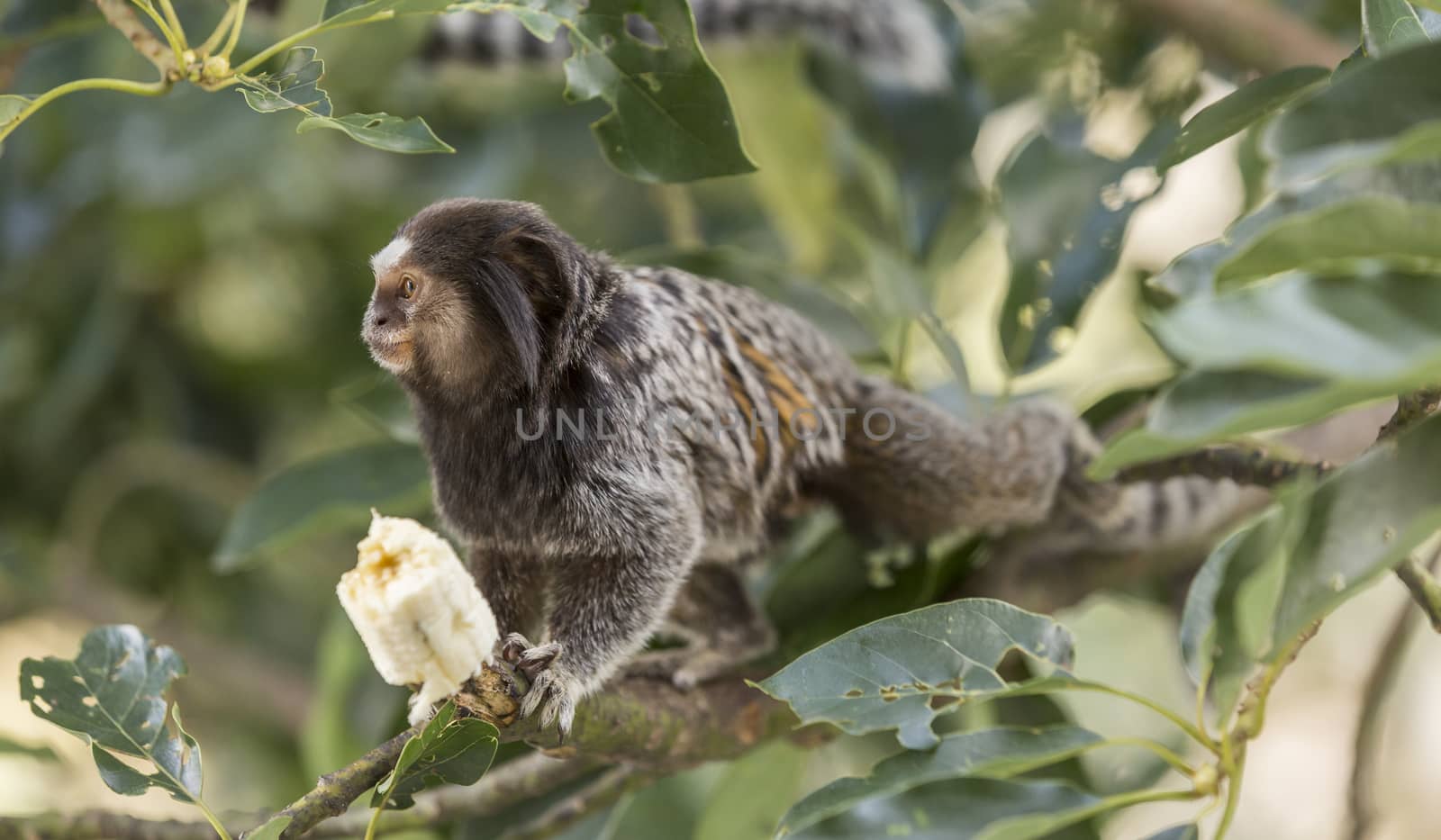 Marmoset monkey eating a banana