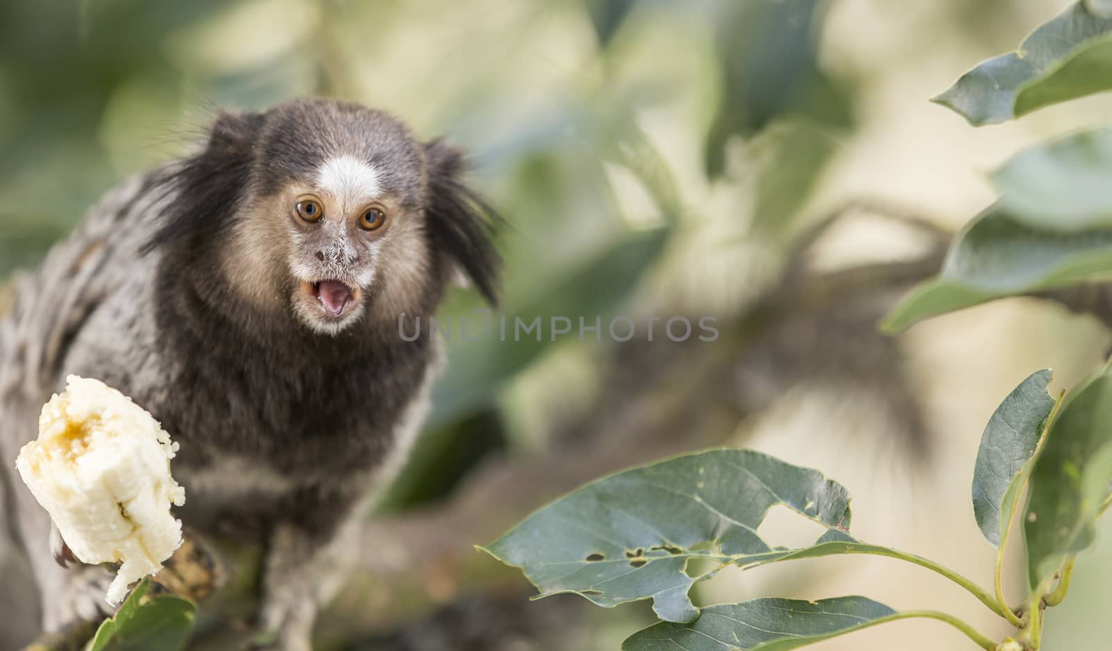 Marmoset monkey eating banana