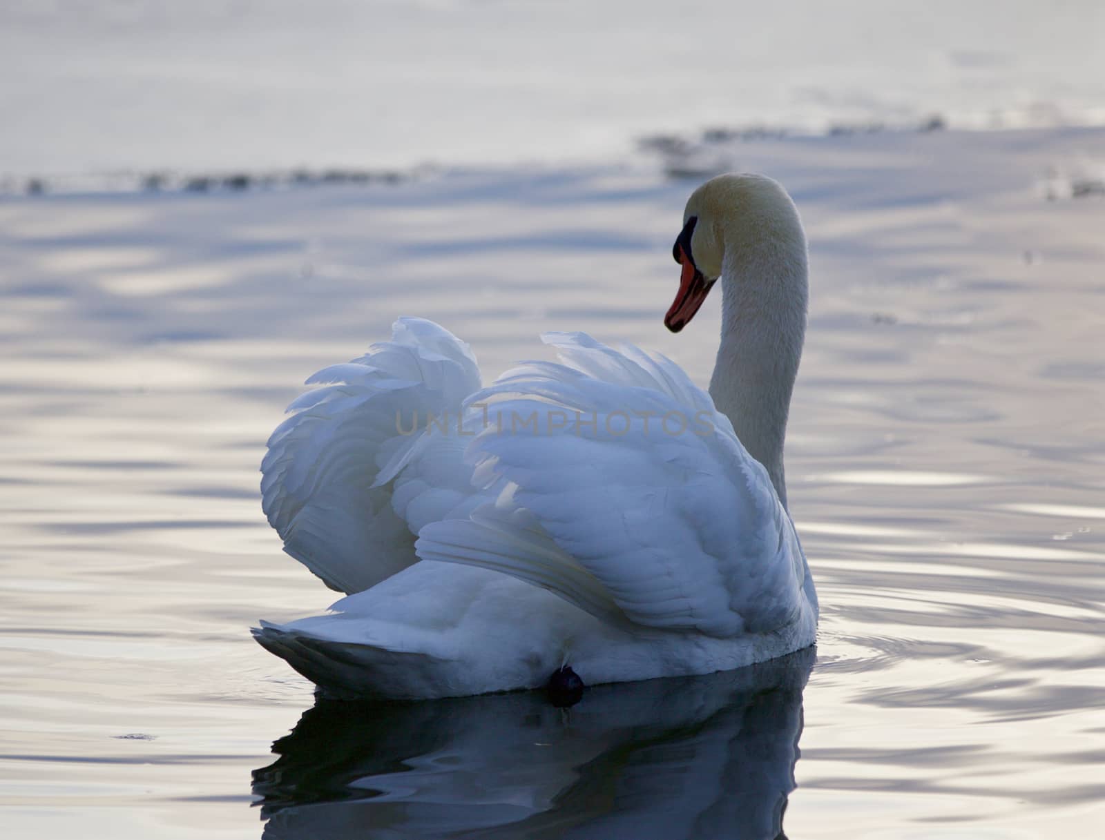Beautiful isolated photo of a swan in the lake by teo