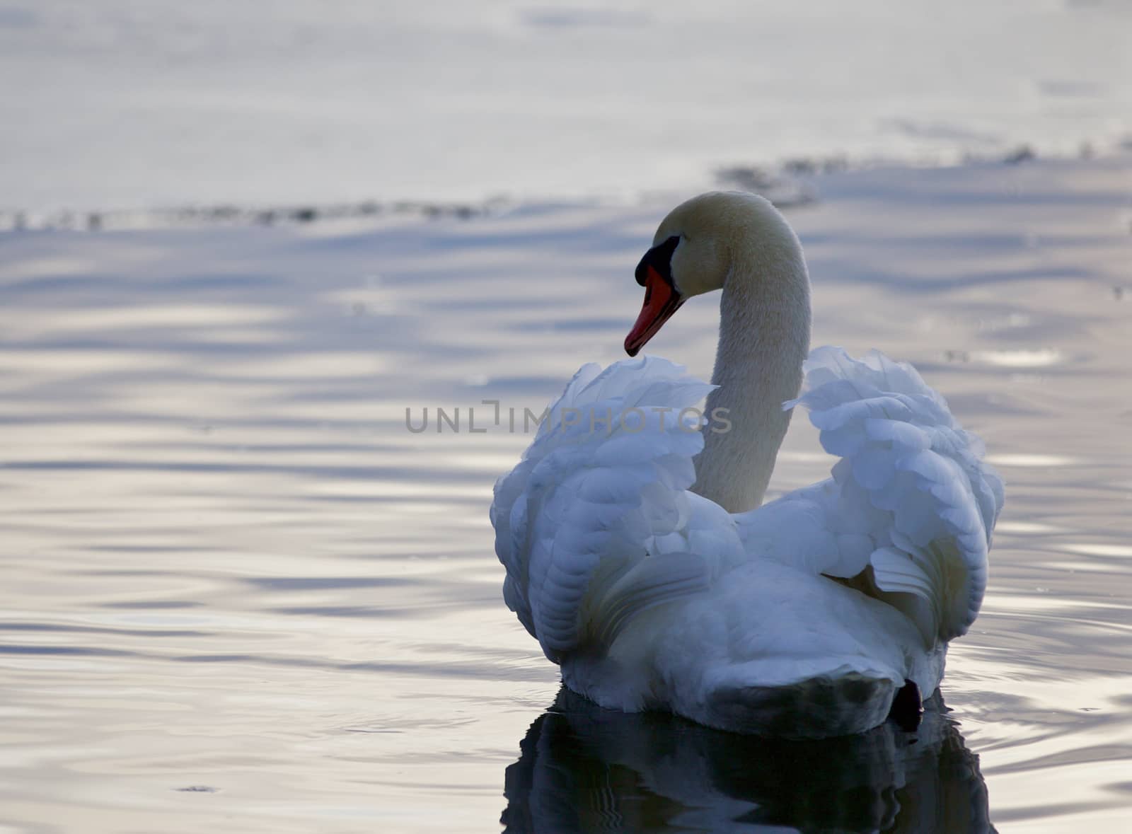 Beautiful picture with the mute swan in the lake
