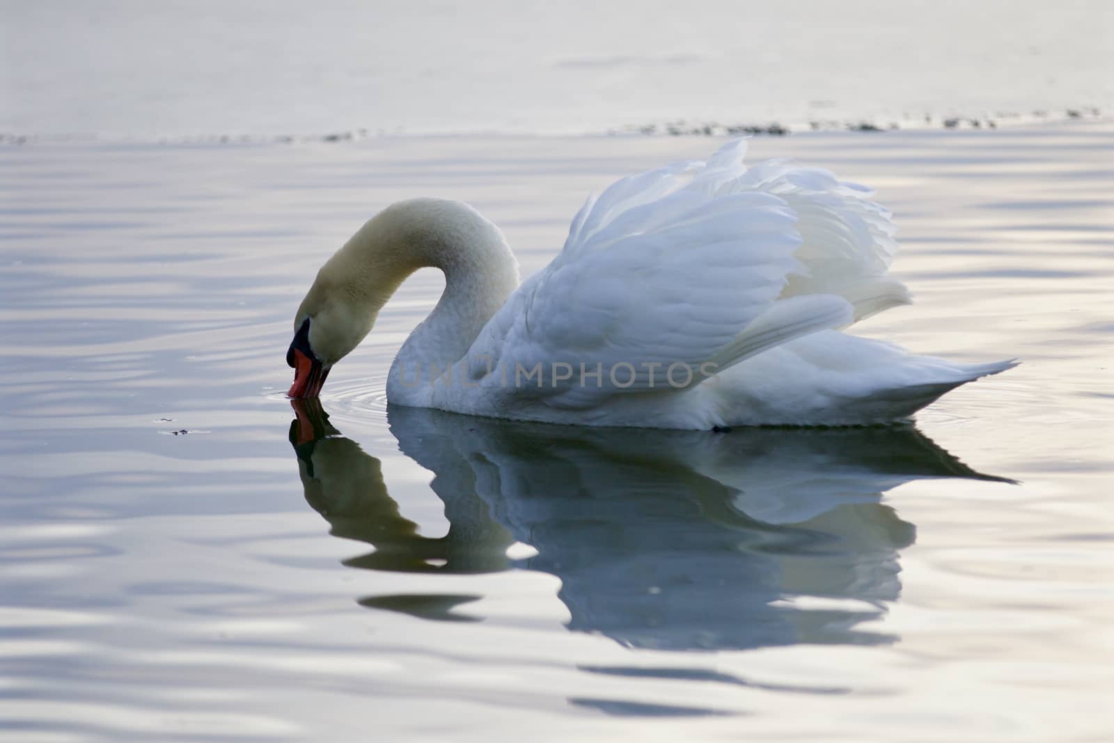 Beautiful isolated photo of a swan drinking water from the lake by teo