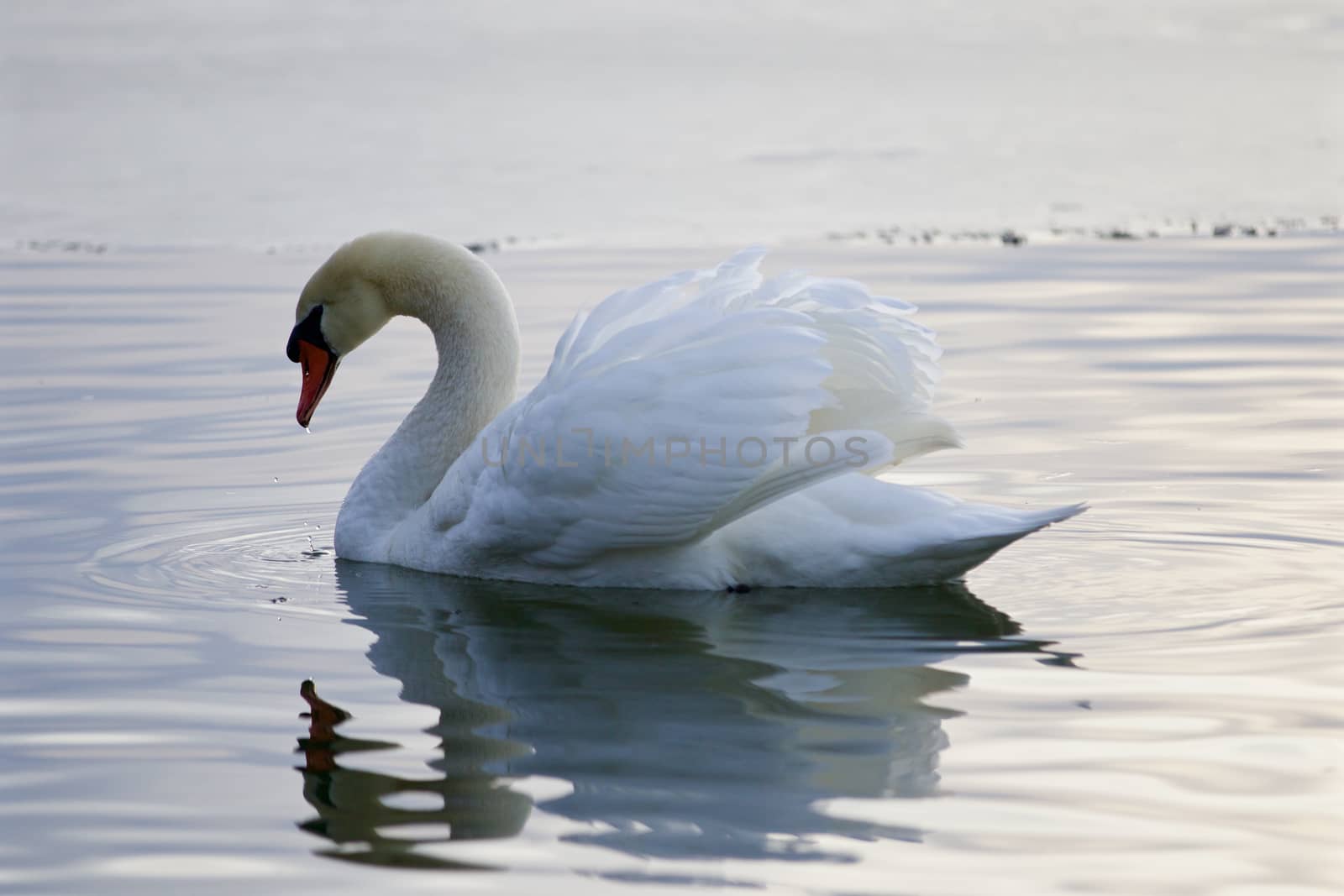 Beautiful background with a swan drinking water from the lake by teo