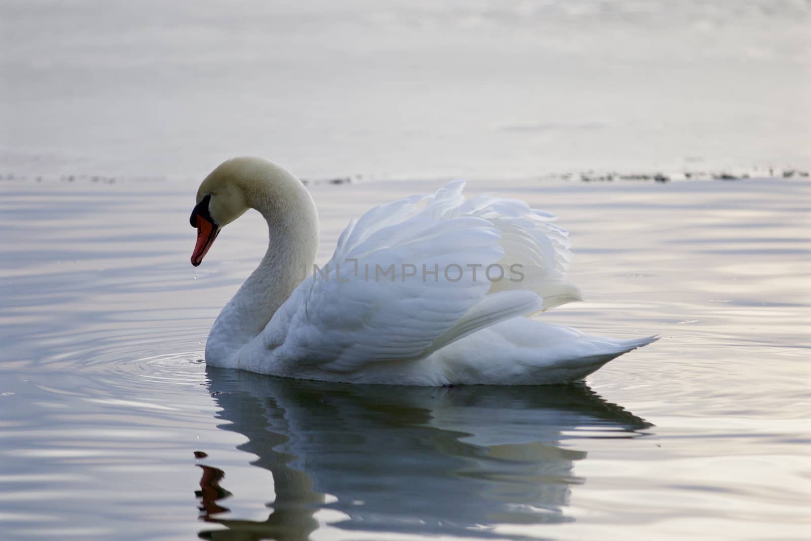 Beautiful isolated picture with the swan swimming in the lake by teo