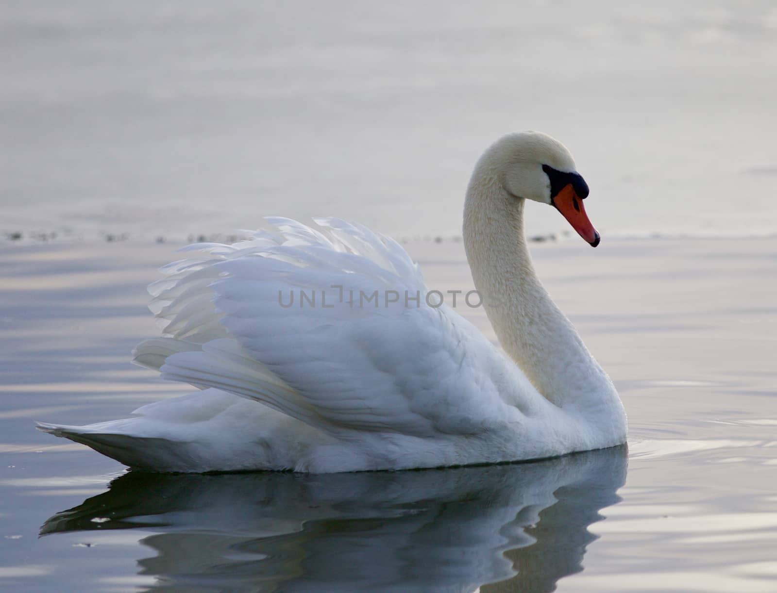 Beautiful background with a swan swimming in the lake by teo