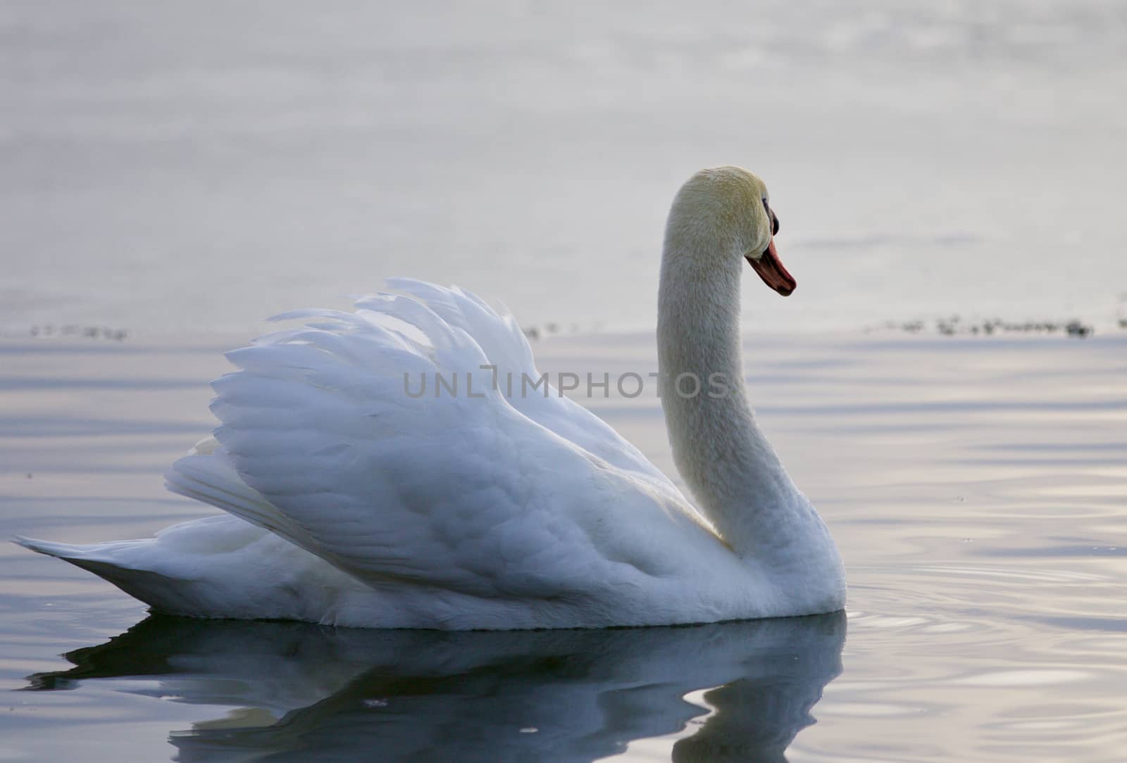 Beautiful background with a swan swimming in the lake by teo