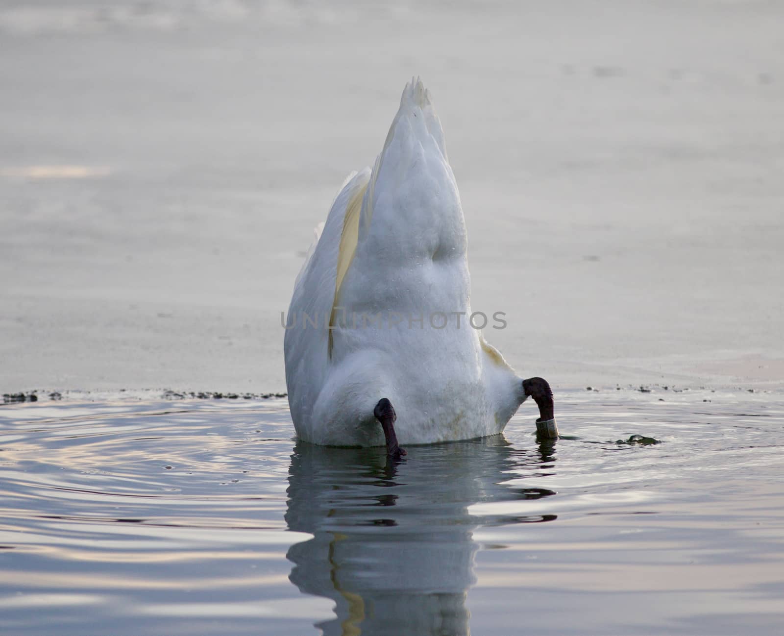 Beautiful picture with a funny swan swimming in the lake by teo