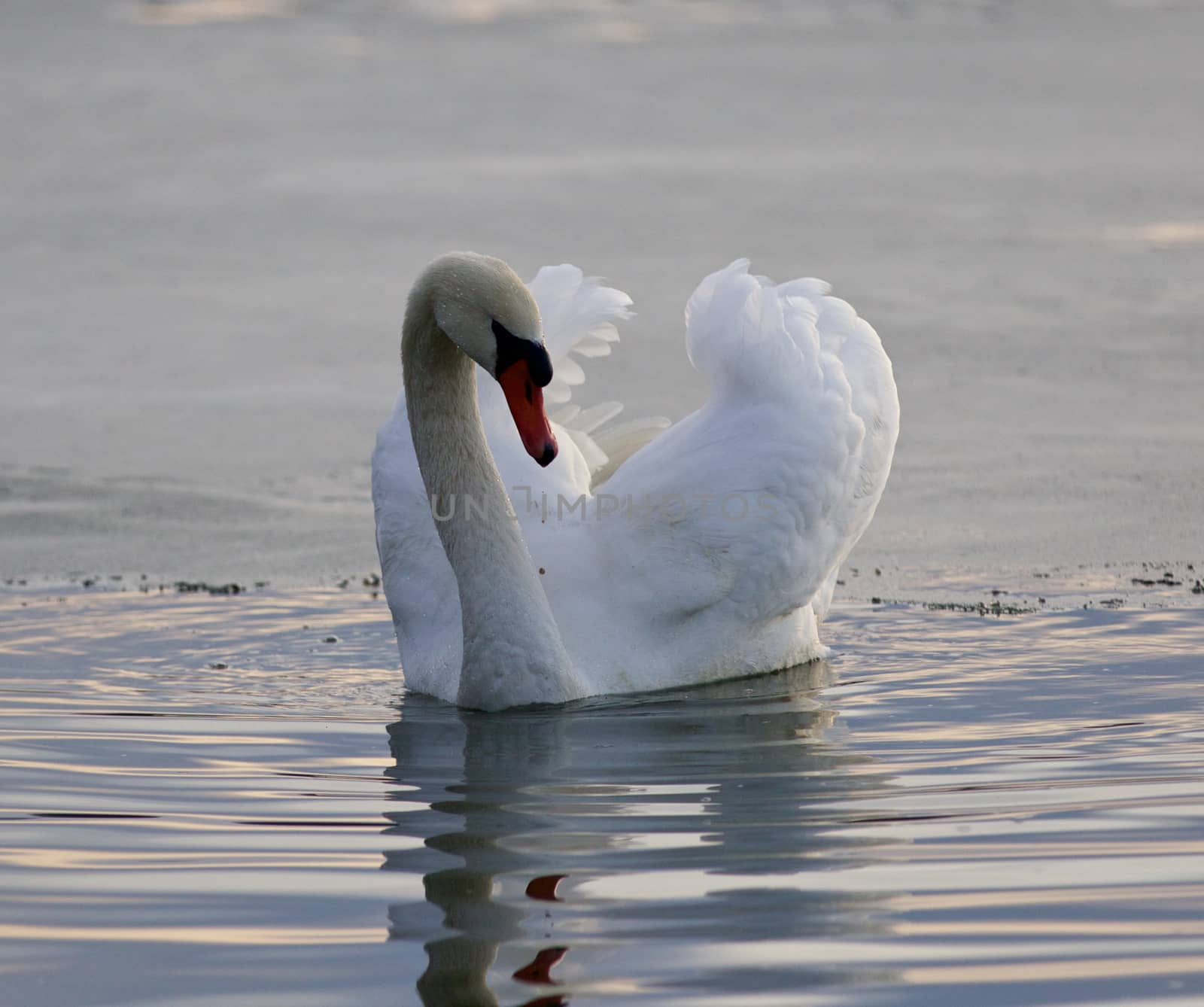 Beautiful isolated image with a mute swan in the lake