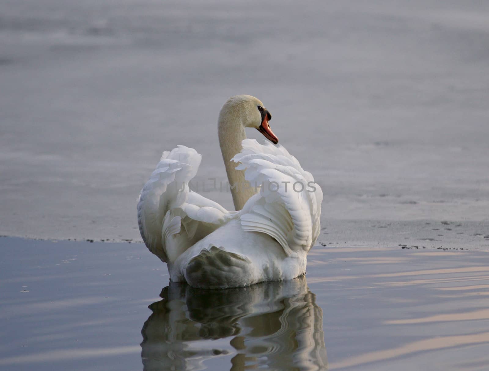 Beautiful background with a swan in the lake by teo