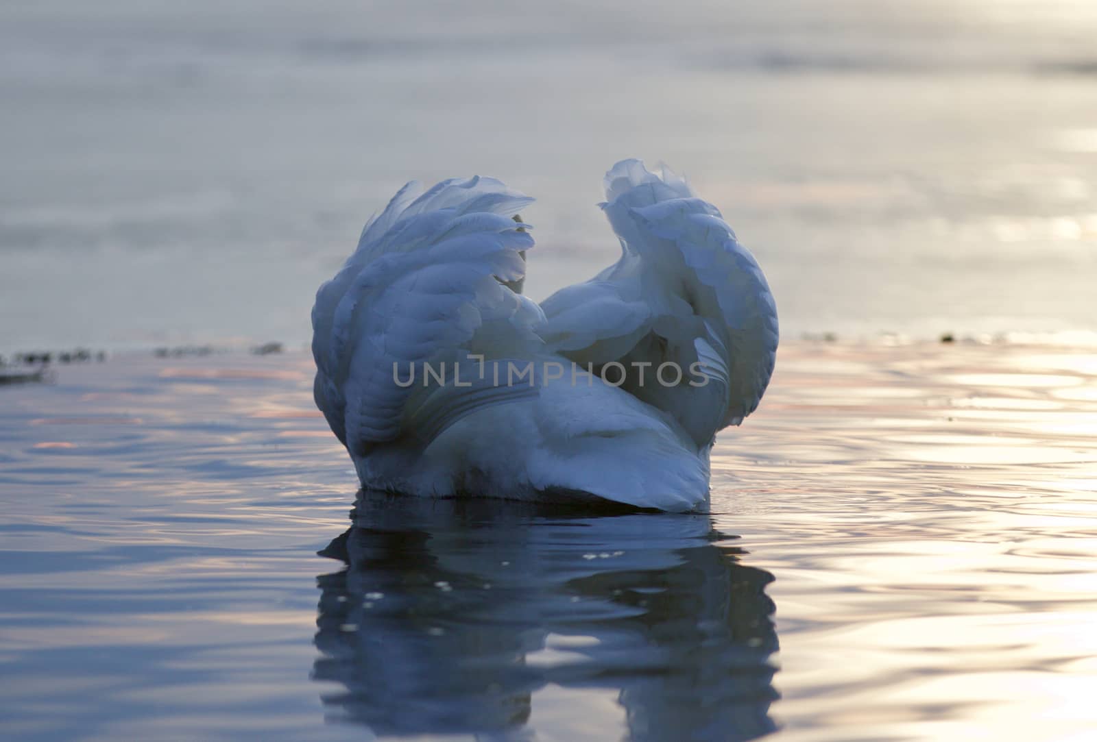 Beautiful isolated photo of a swan in the lake on sunset by teo