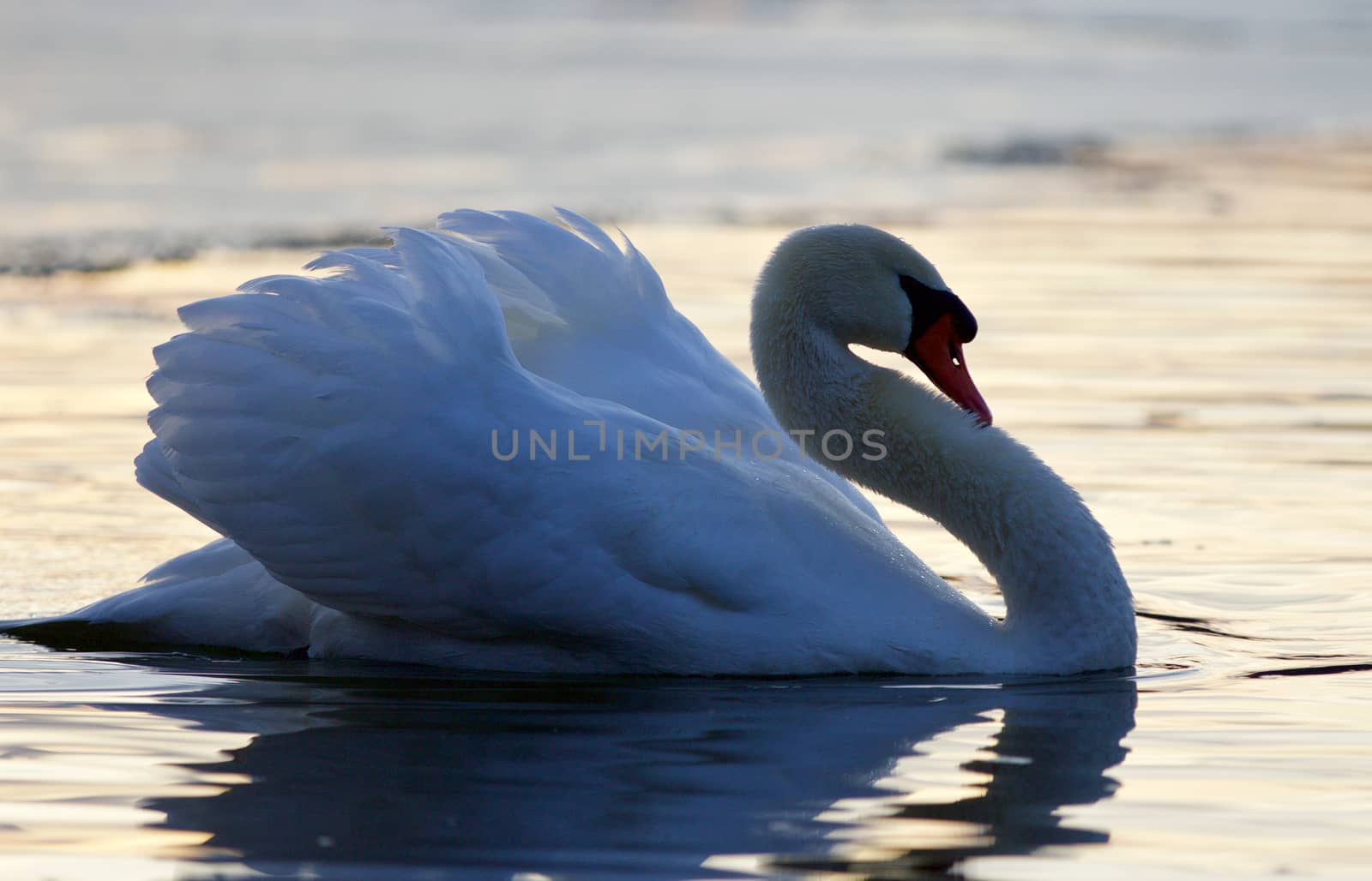 Beautiful closeup of a swan in the lake on sunset by teo