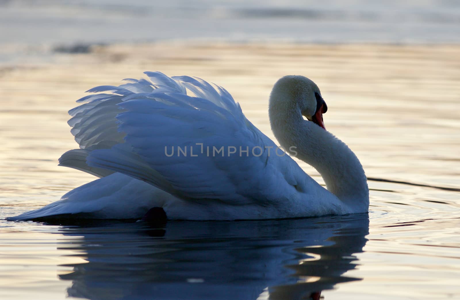 Beautiful isolated image with a swan in the lake on sunset by teo