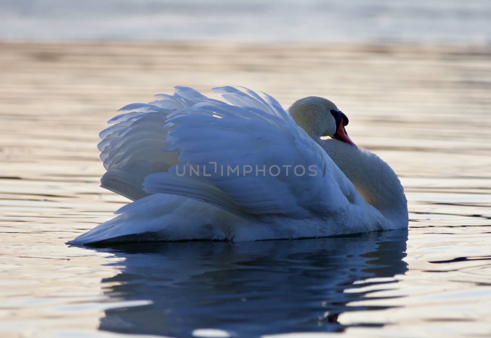 Beautiful background with a swan in the lake on sunset by teo