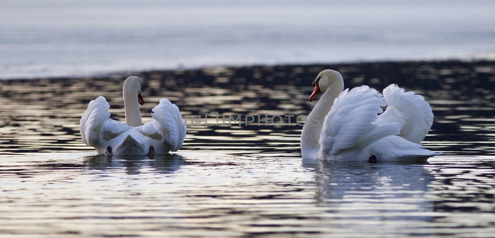 Beautiful isolated image with two swans in the lake on sunset by teo