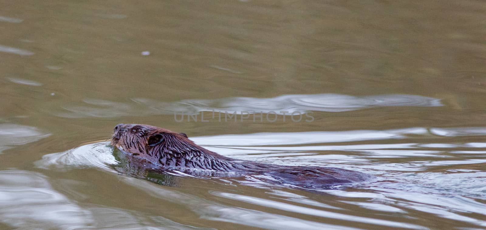 Photo of the swimming beaver by teo