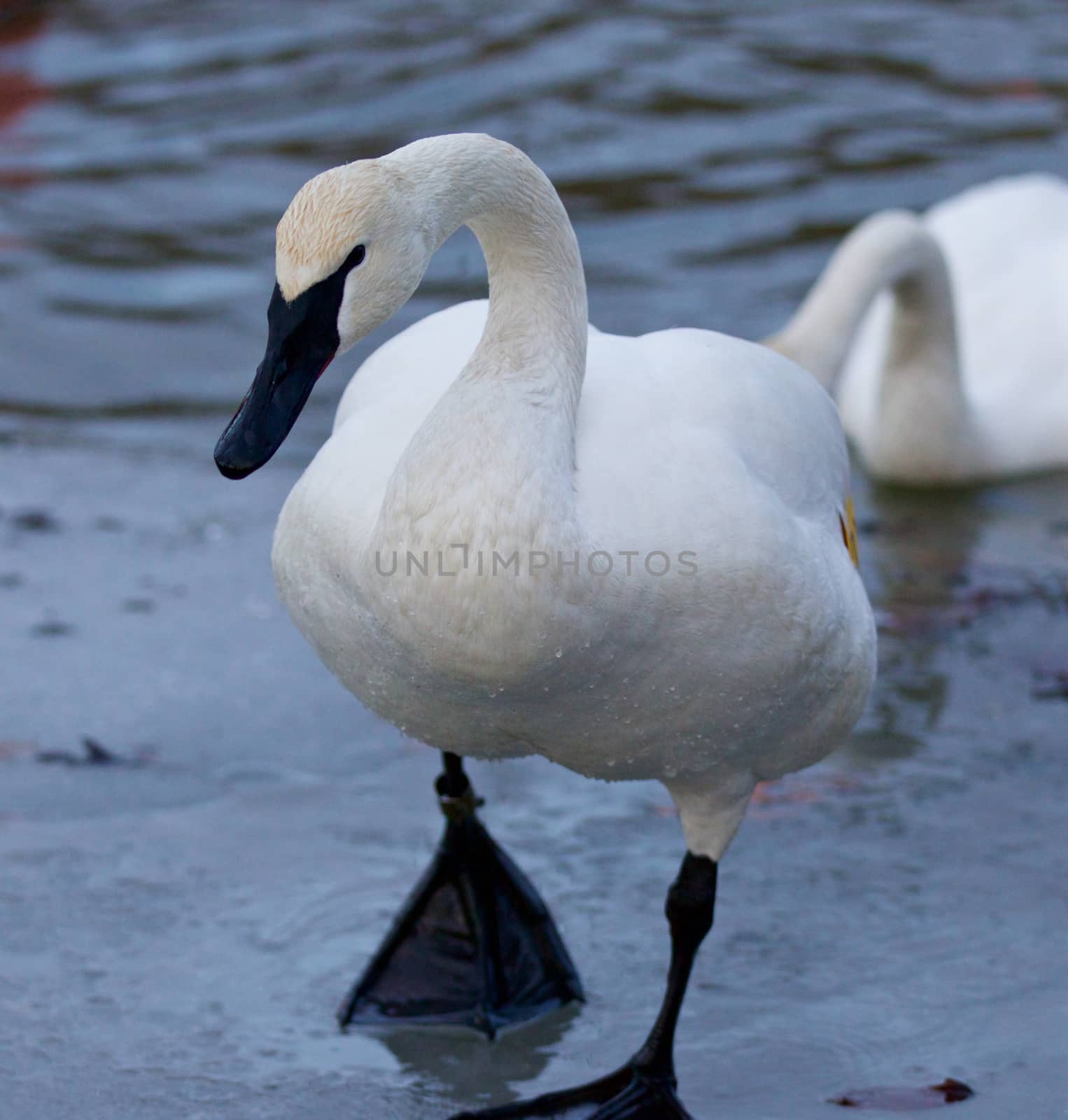 Beautiful isolated image with a trumpeter swan going on the ice