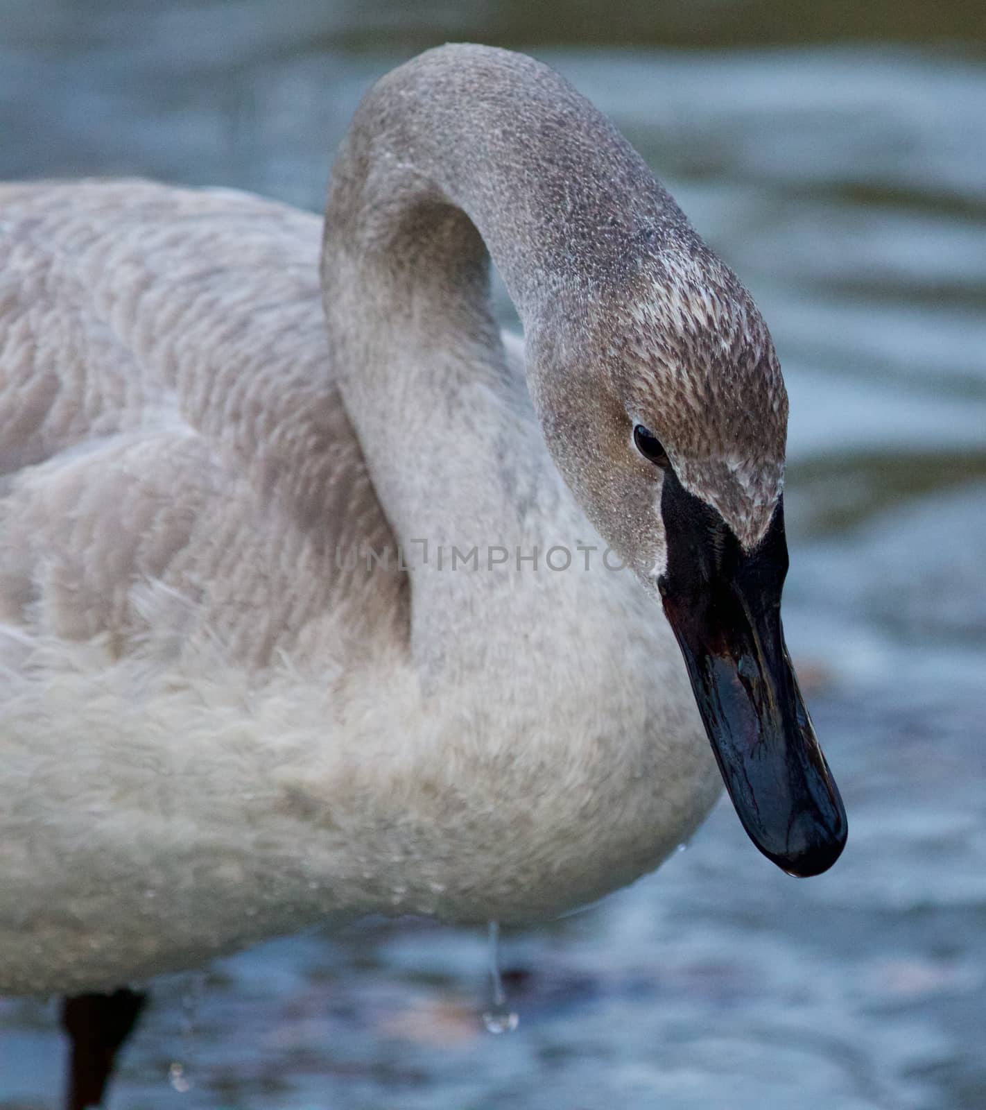 Beautiful photo with a cute swan on the ice by teo