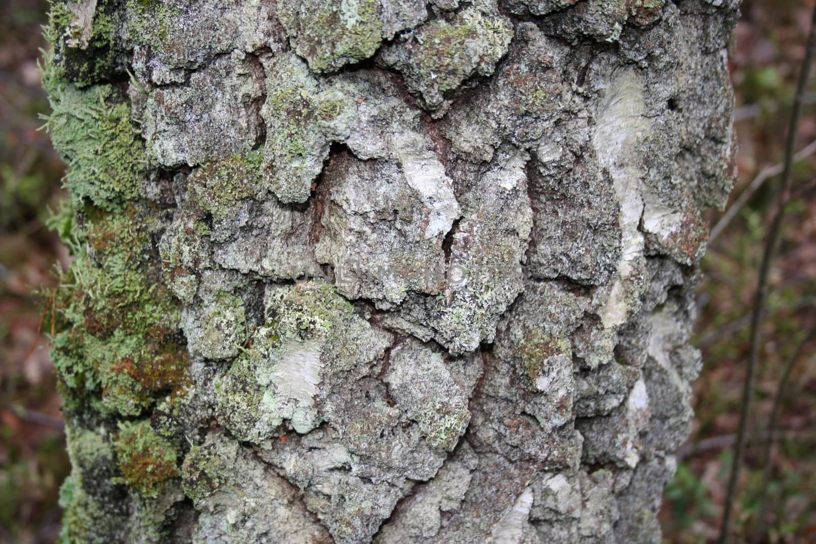 birch bark by elin_merete