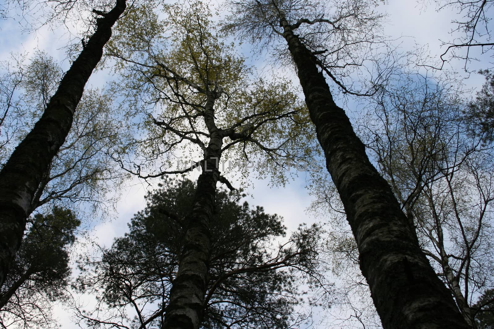 Trees from below