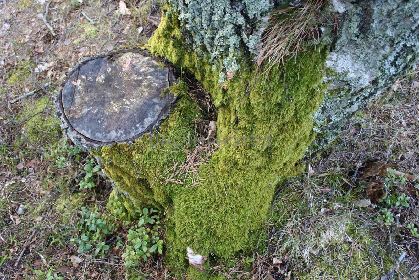 tree stump by elin_merete
