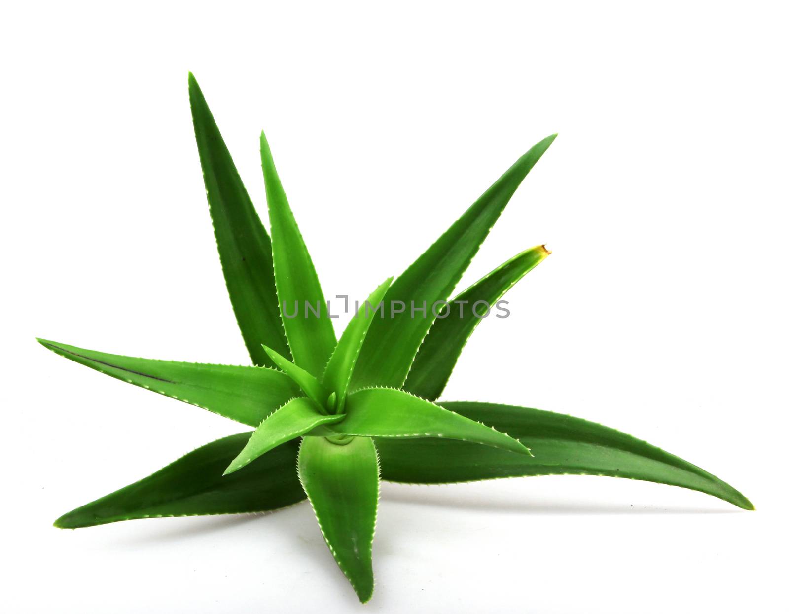 Aloe vera plant isolated on white.