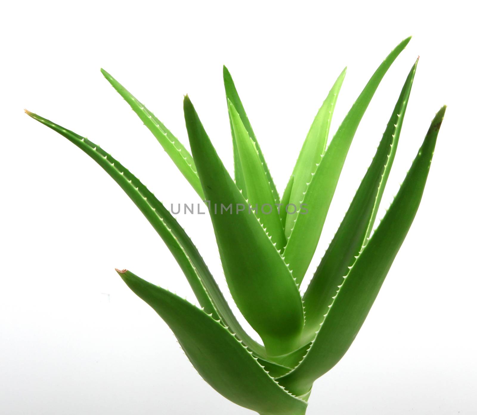 Aloe vera plant isolated on white.